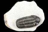 Adrisiops Weugi Trilobite - Recently Described Phacopid #127015-3